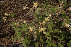 Clematis wightiana